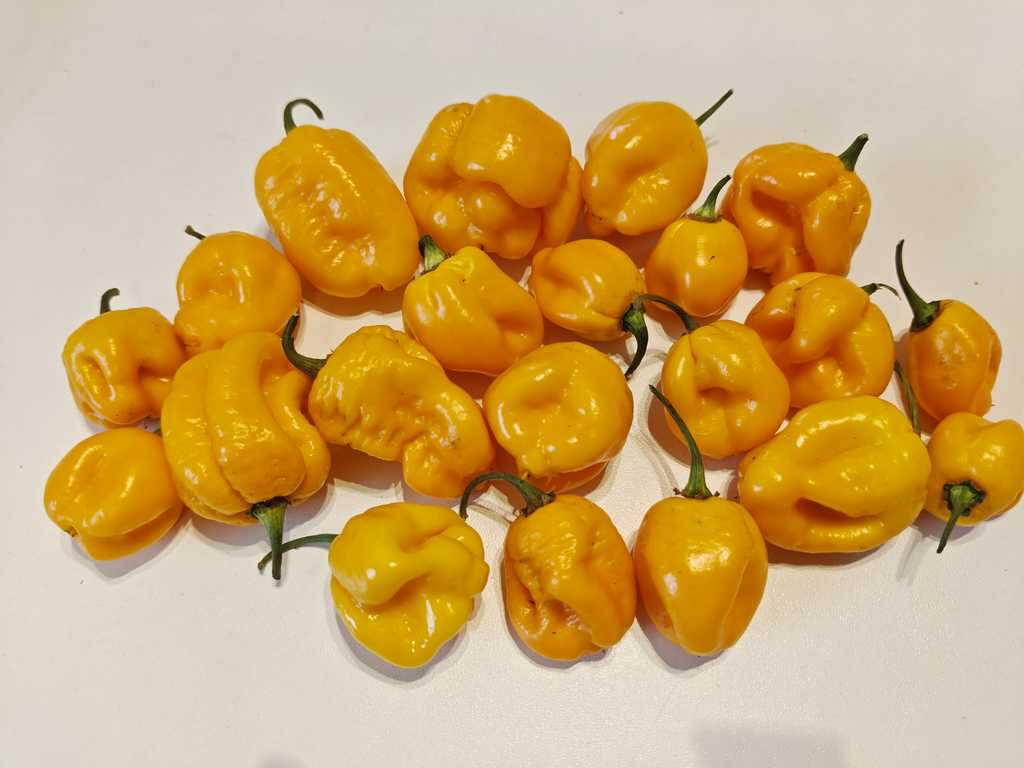 7 Pot Yellow, 900 000 – 1 200 000 SHU