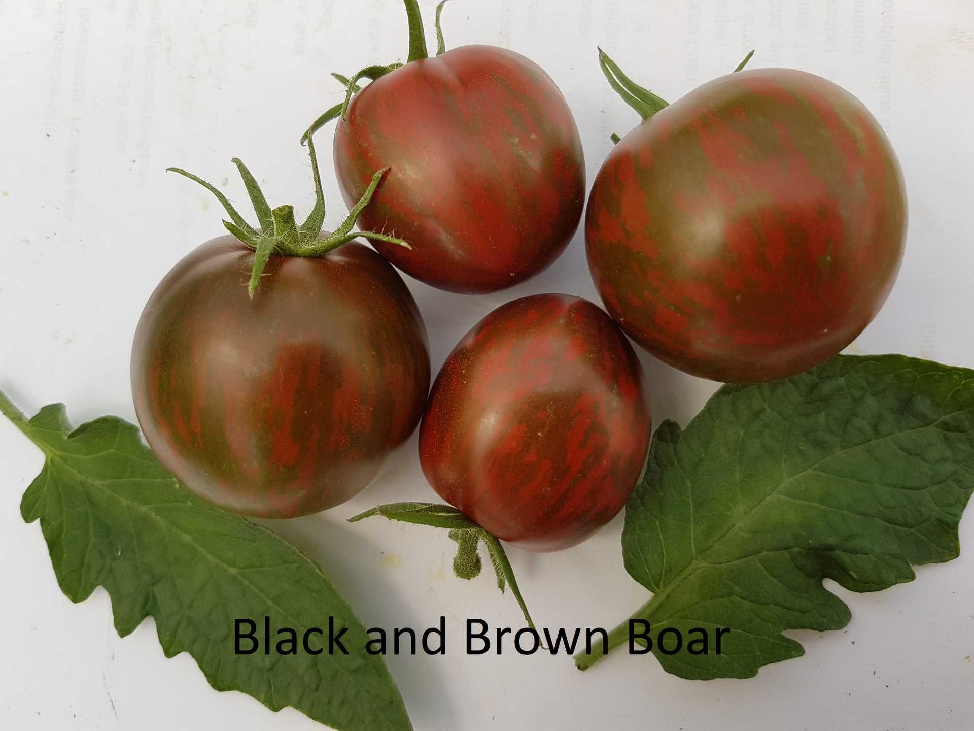 Black and Brown Boar