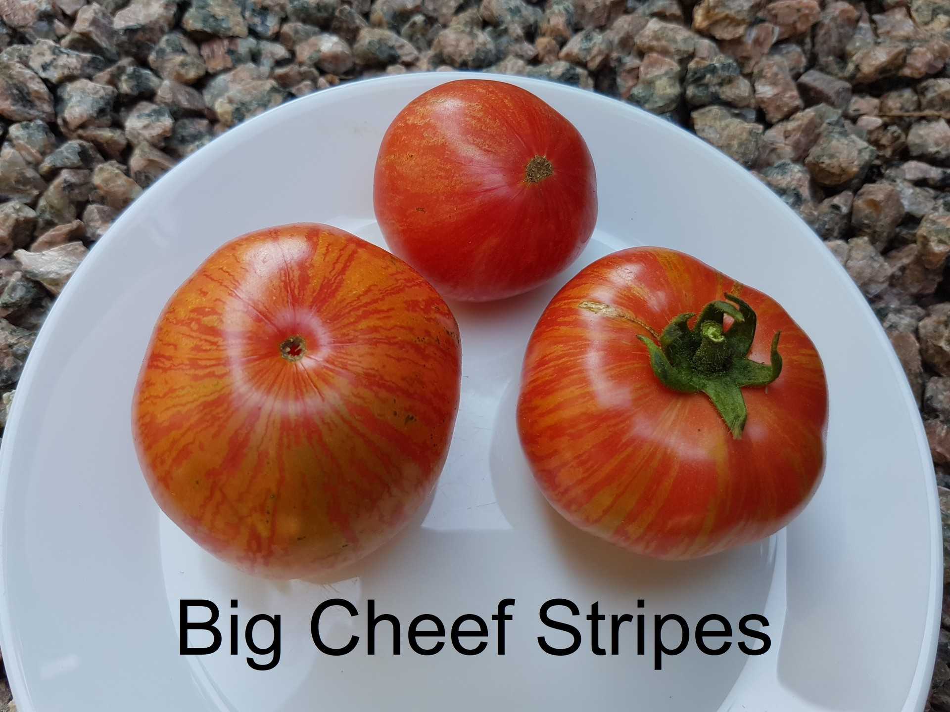Big Cheef Stripes