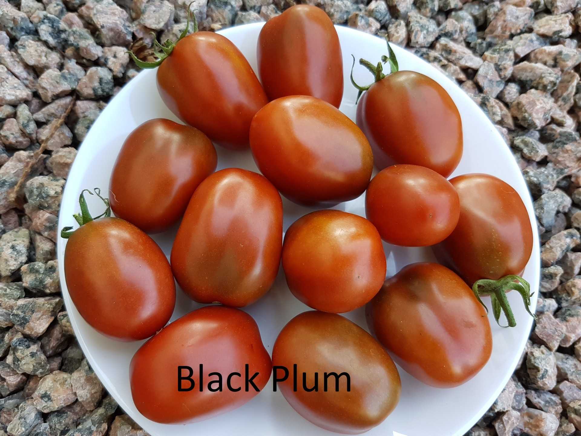 Black Plum
