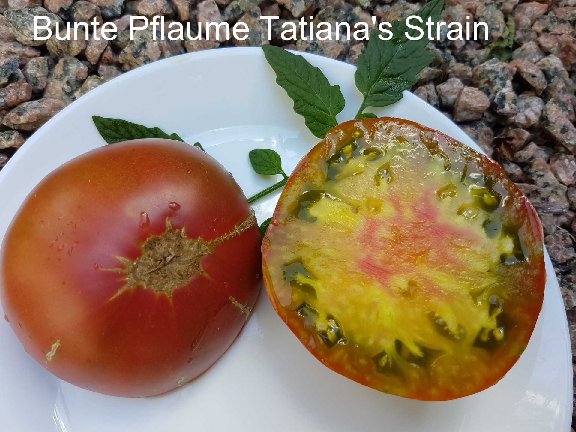 Bunte Pflaume Tatiana's Strain