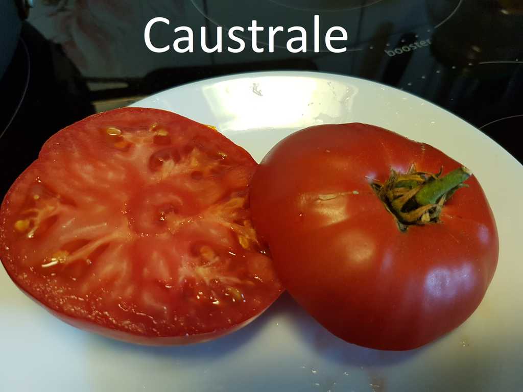 Caustrale