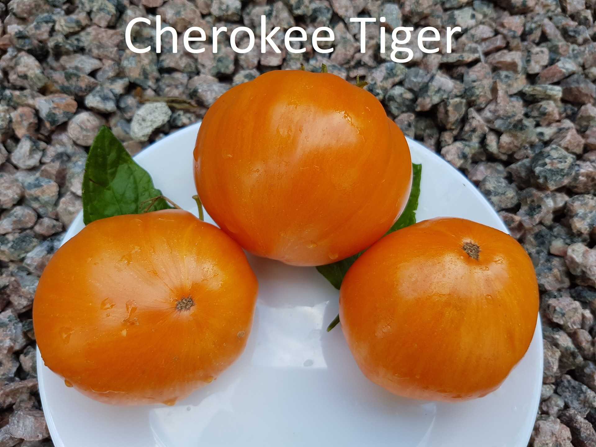 Cherokee Tiger Orange