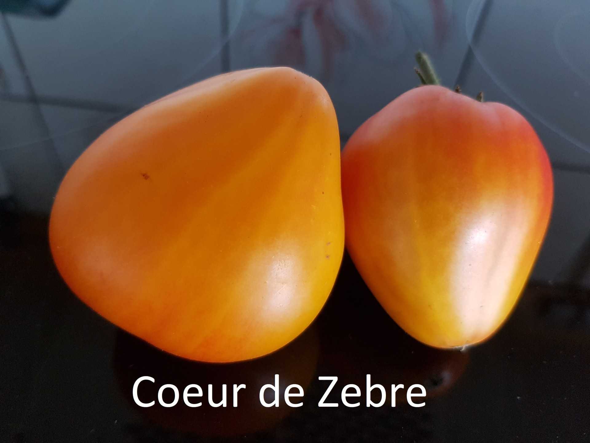 Coeur de Zebre - Coeur de Zebre  Apricot
