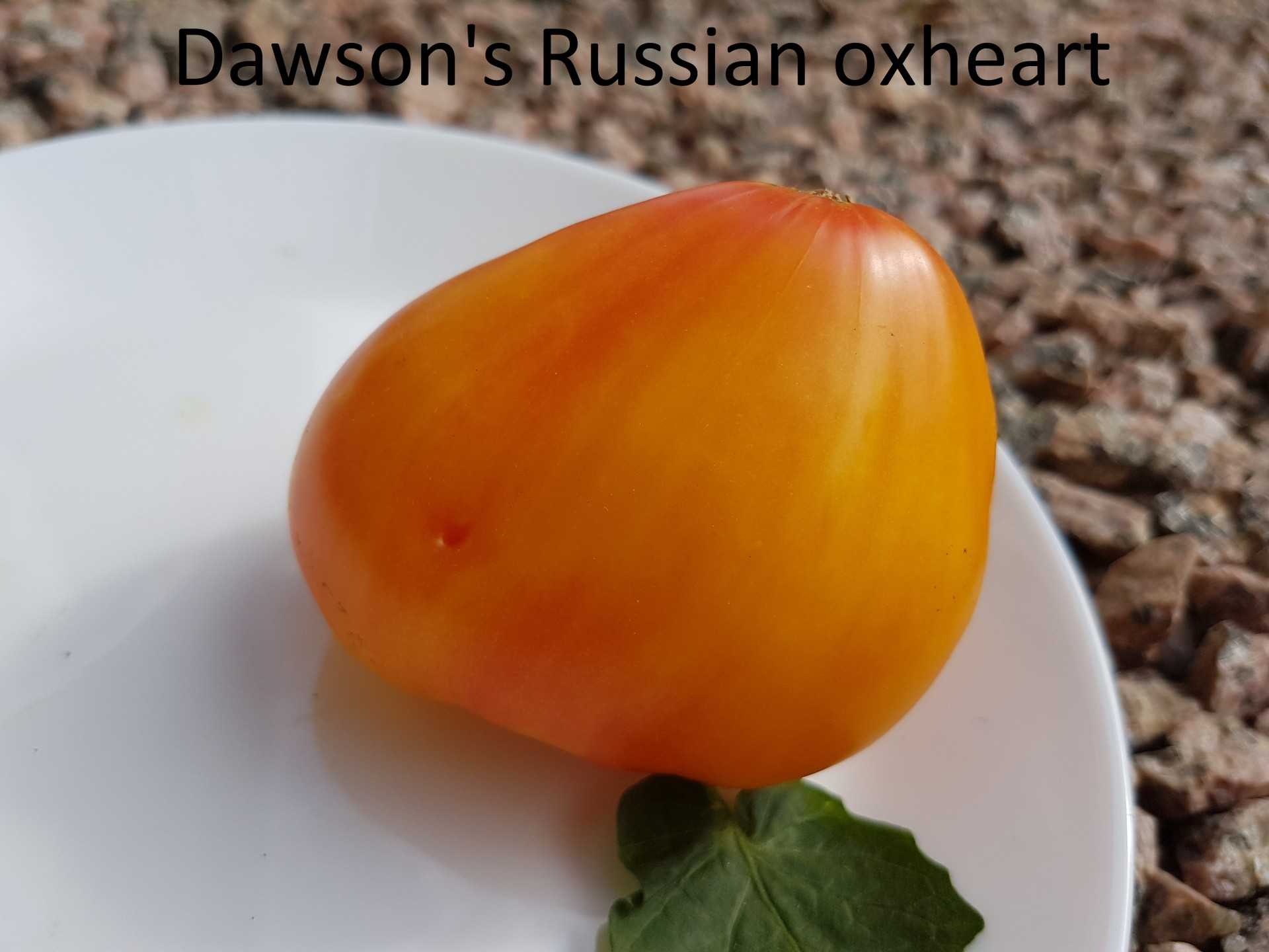 Dawson's Russian Heart