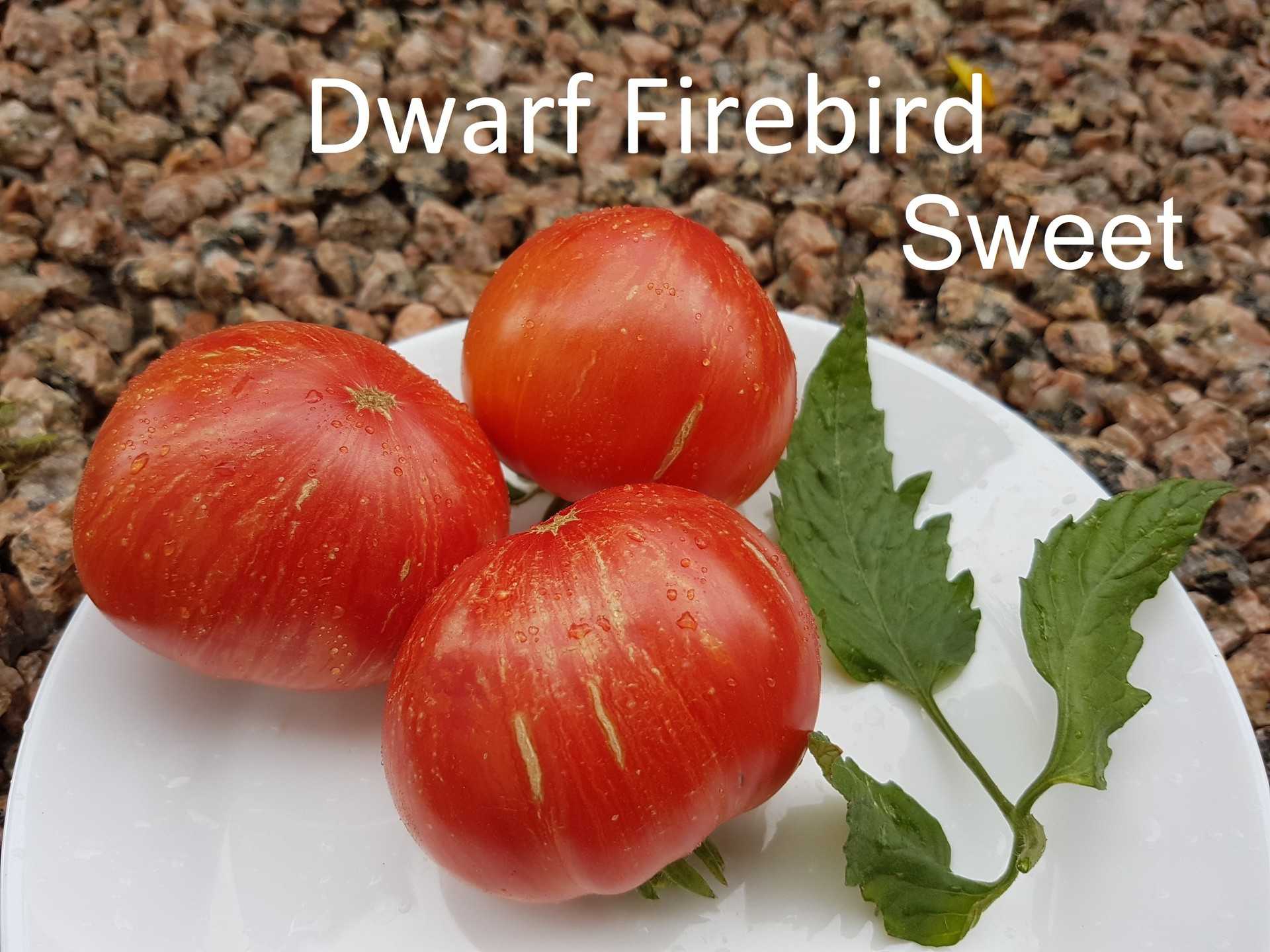 Dwarf Firebird Sweet