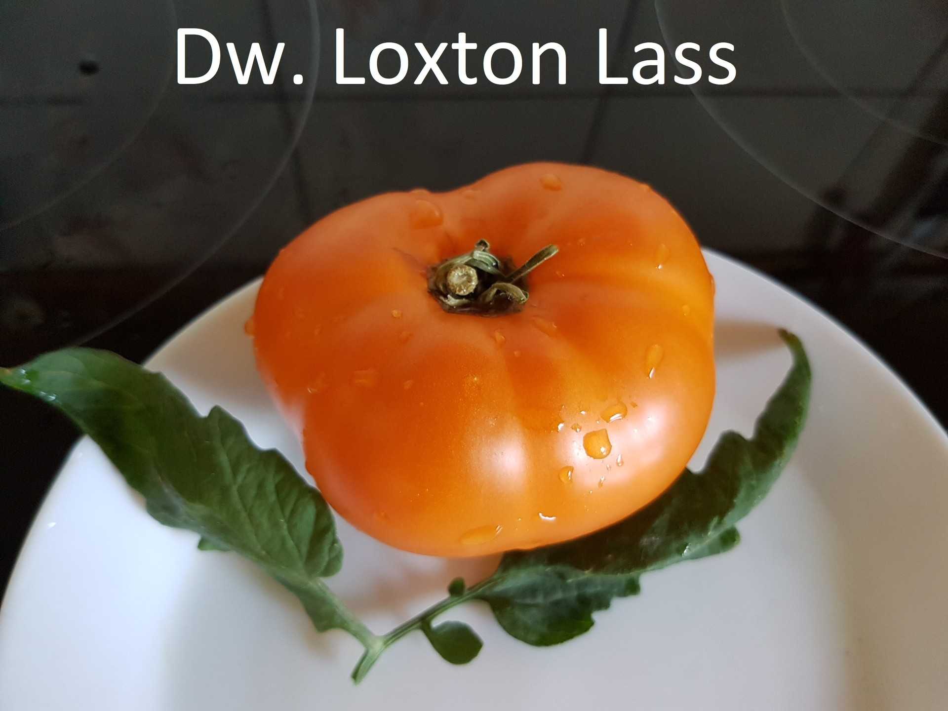 Dwarf Loxton Lass