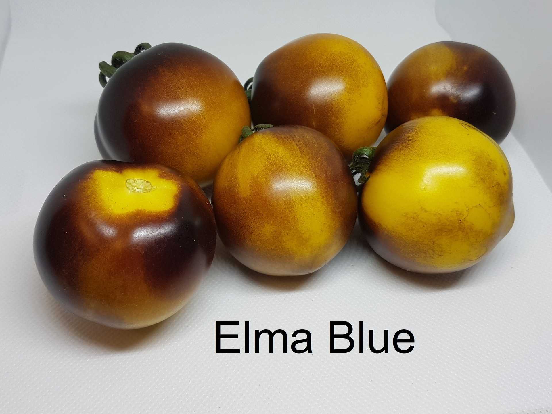 Elma Blue