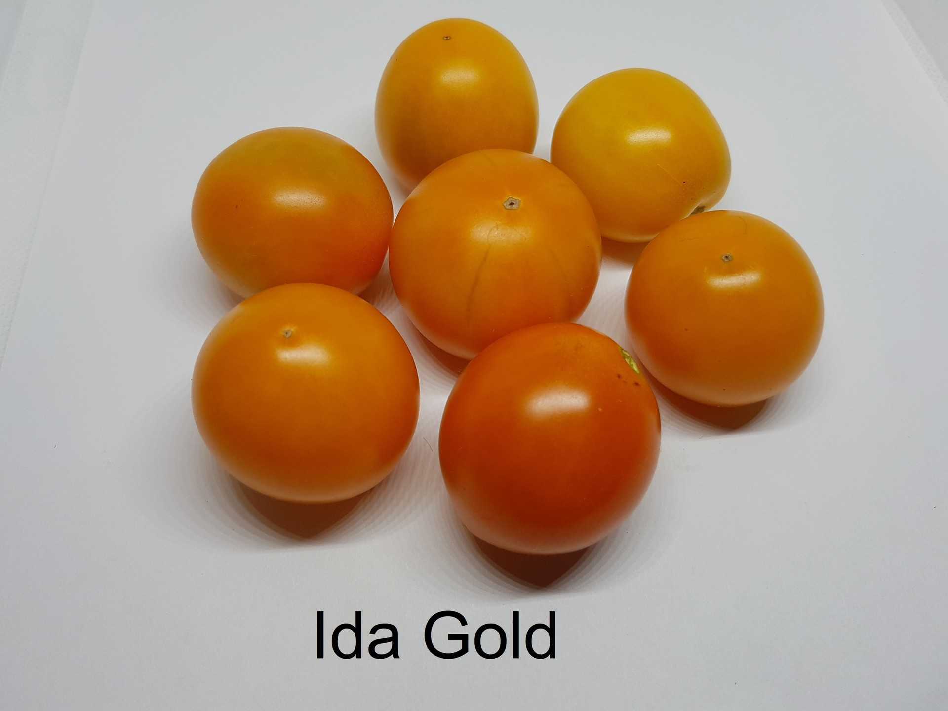 Ida Gold