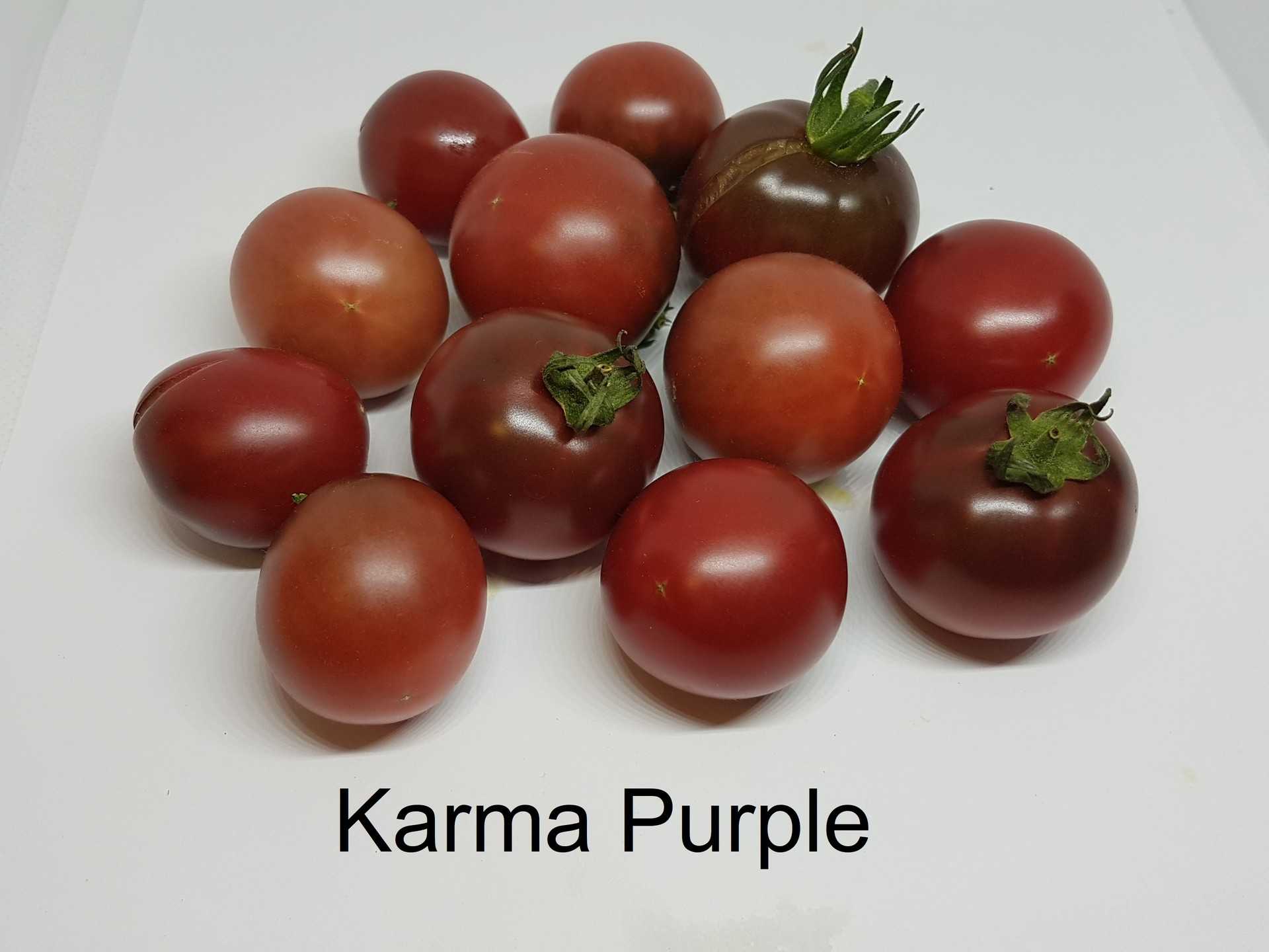 Karma Purple 