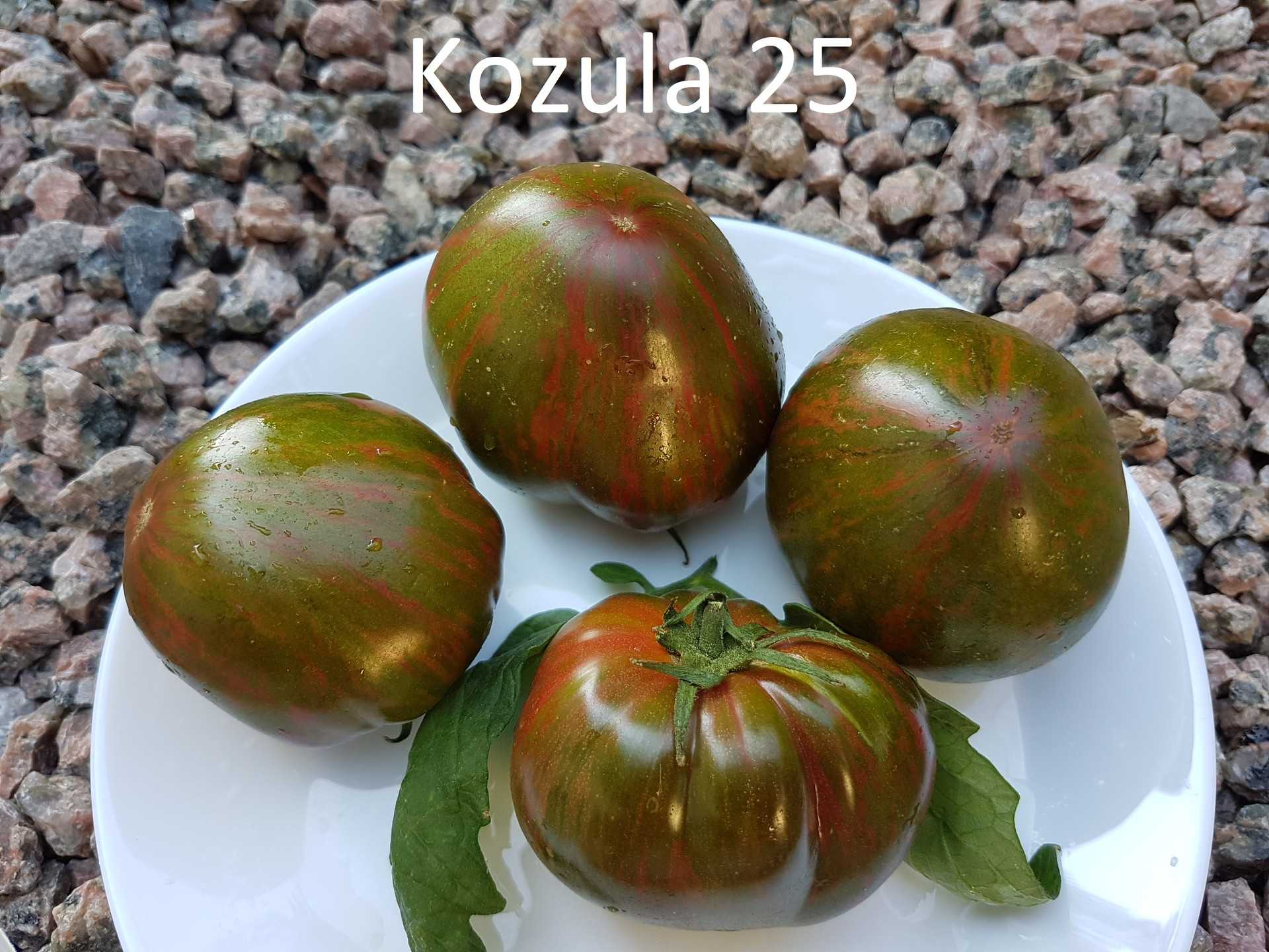 Kozula 25
