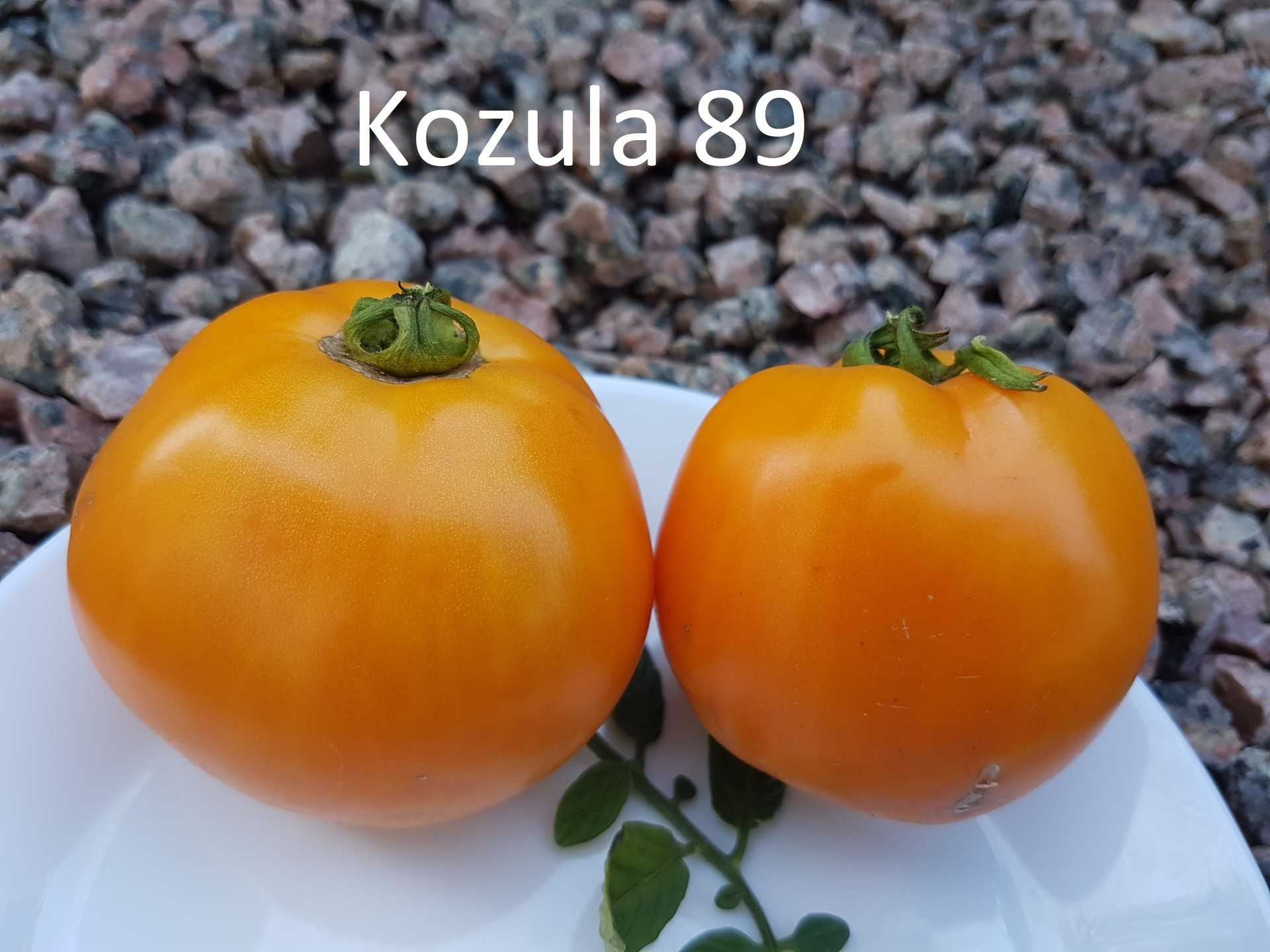 Kozula 89