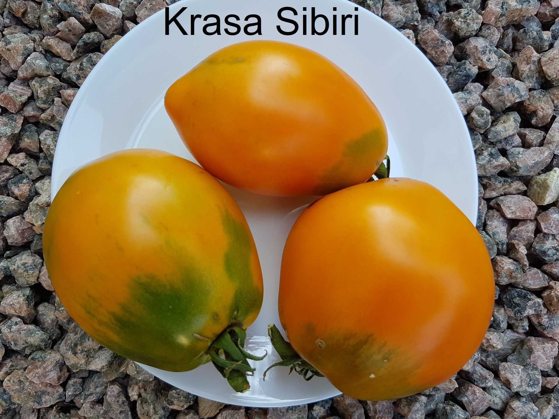 Siberian Beauty Orange - Krasa Sibiri Orange