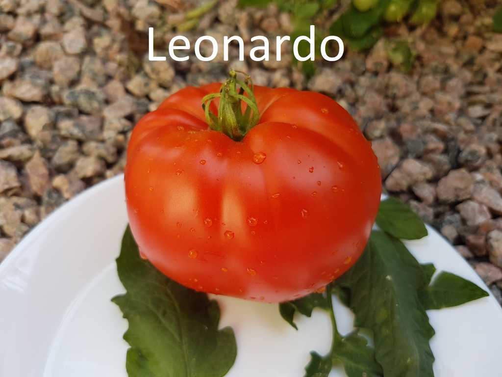 Leonardo