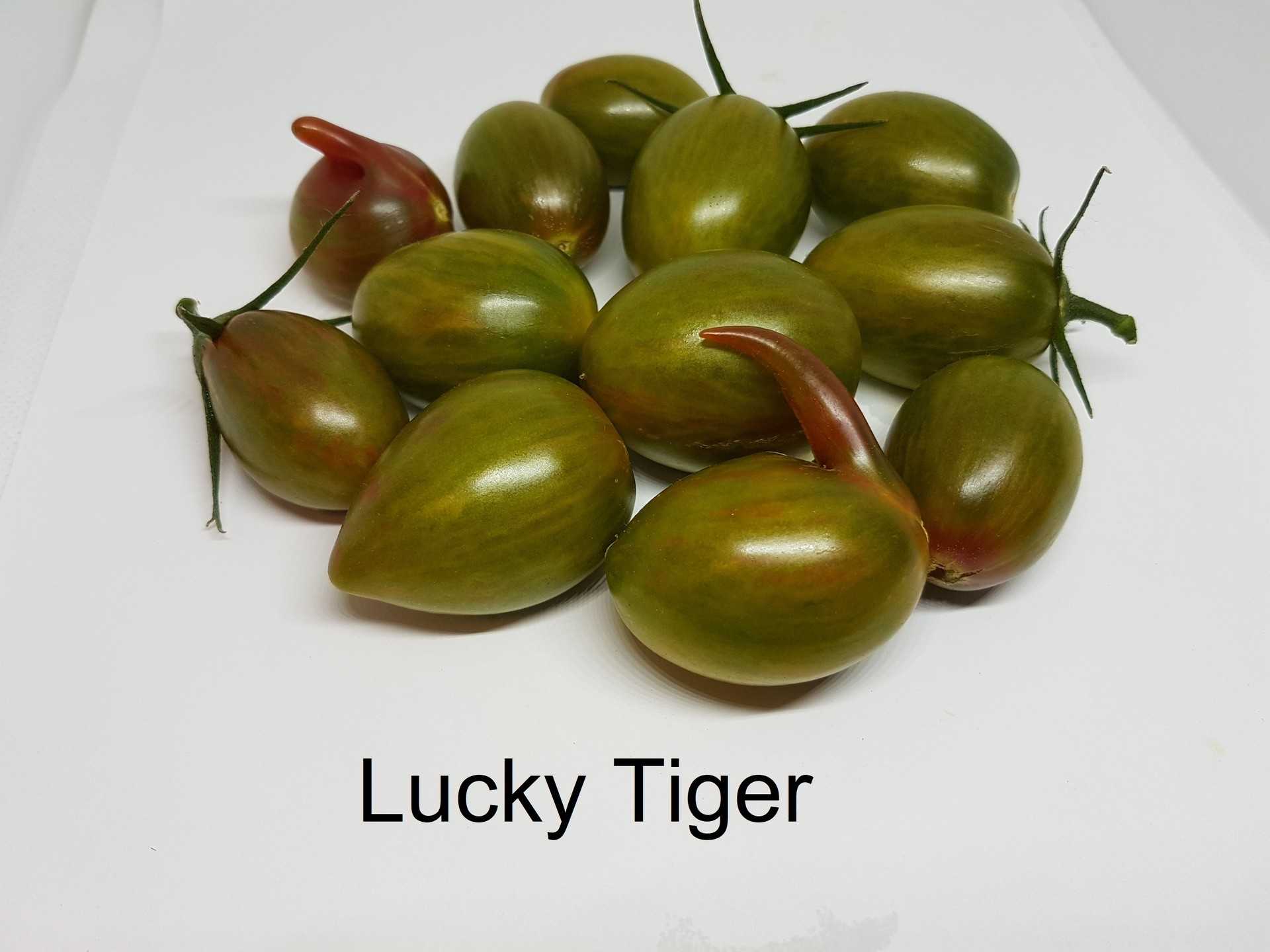 Artisan Lucky Tiger