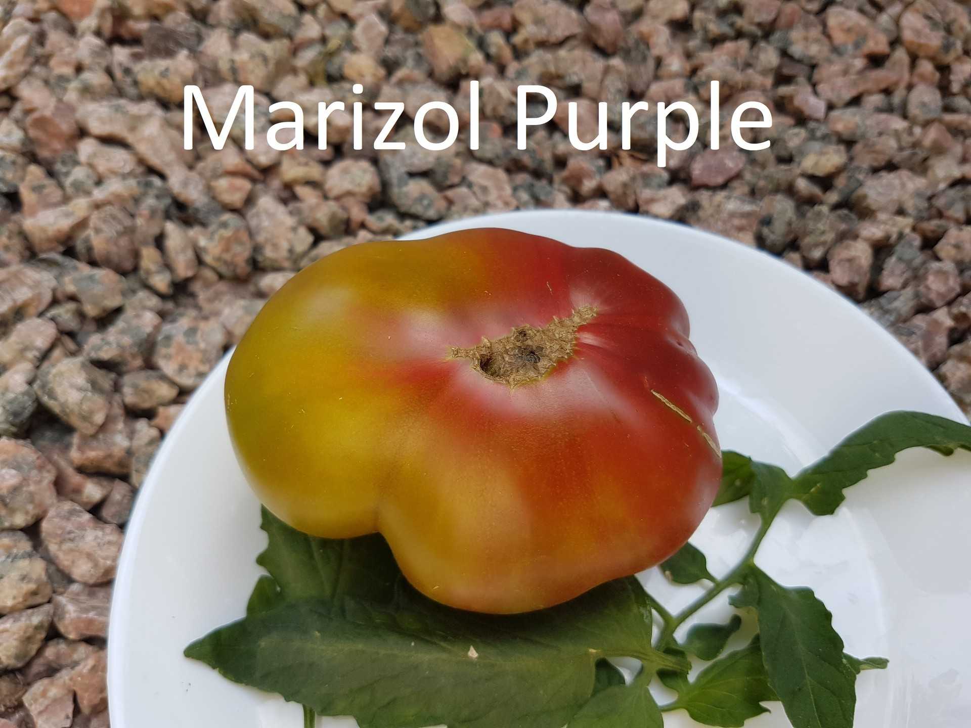 Marizol Purple