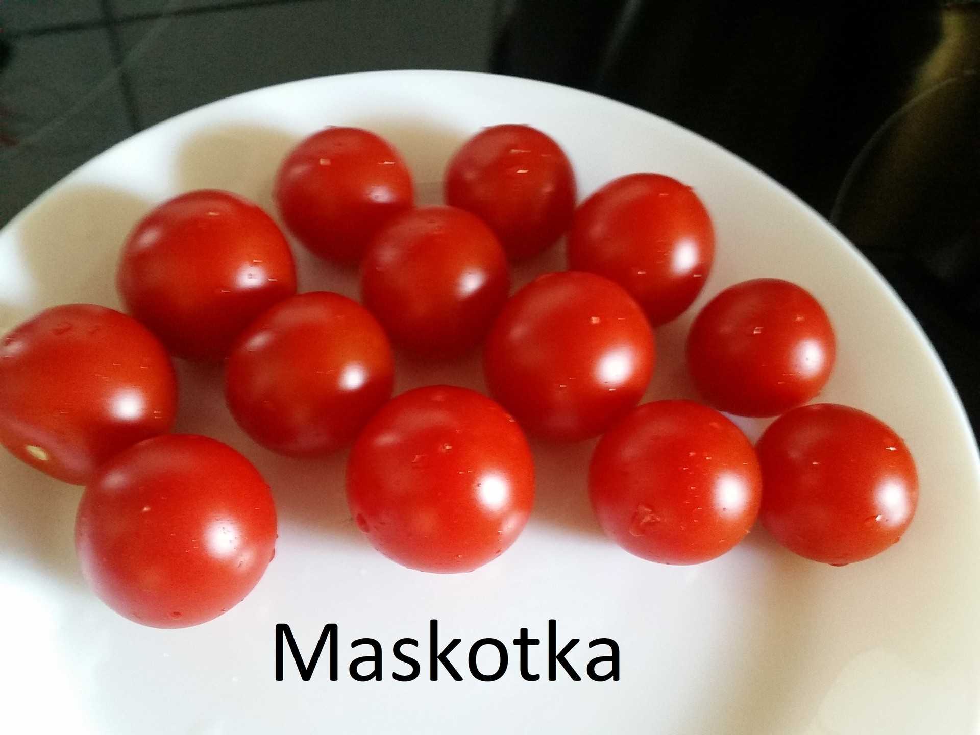 Maskotka
