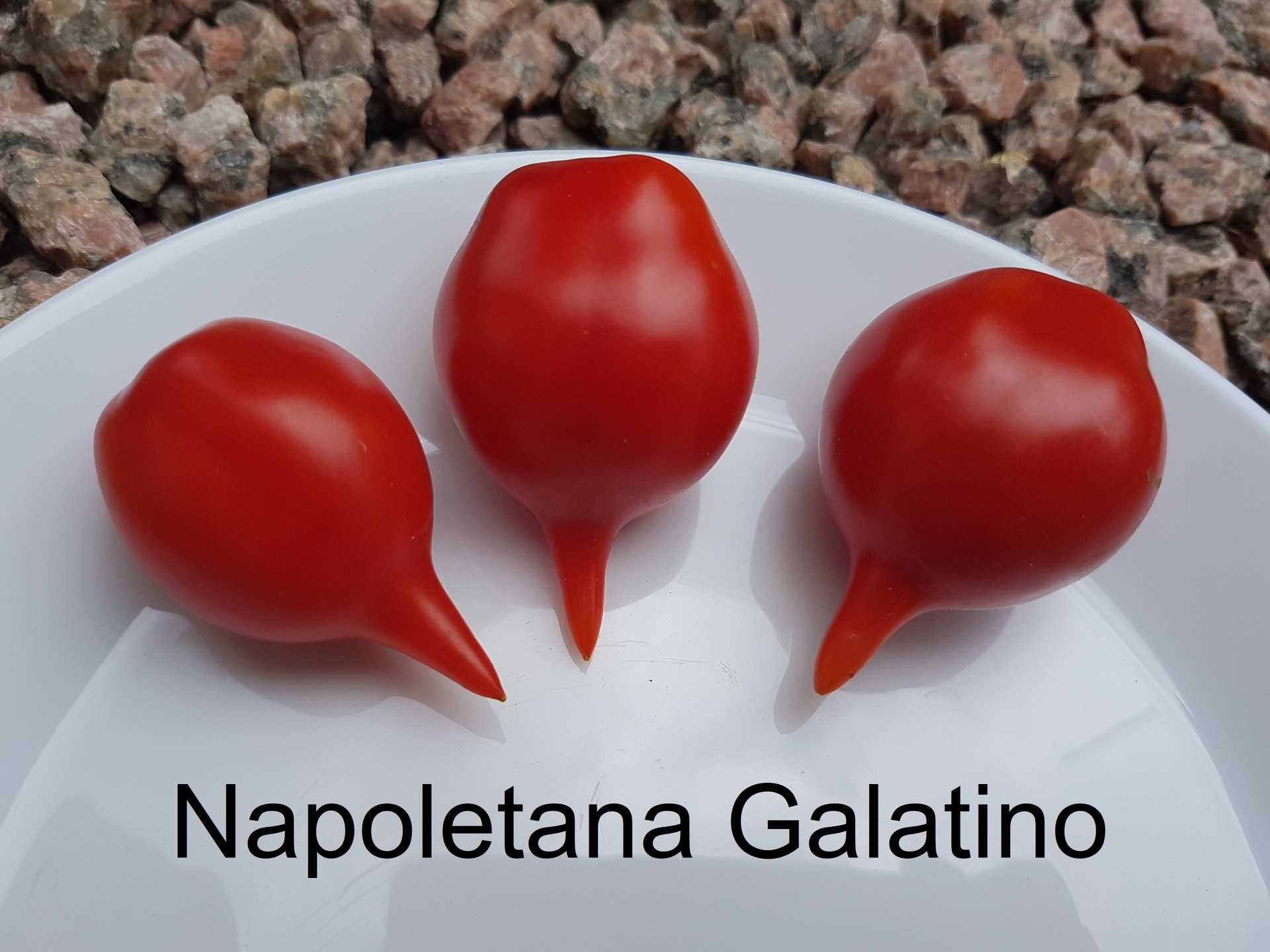 Napoletano Galatino