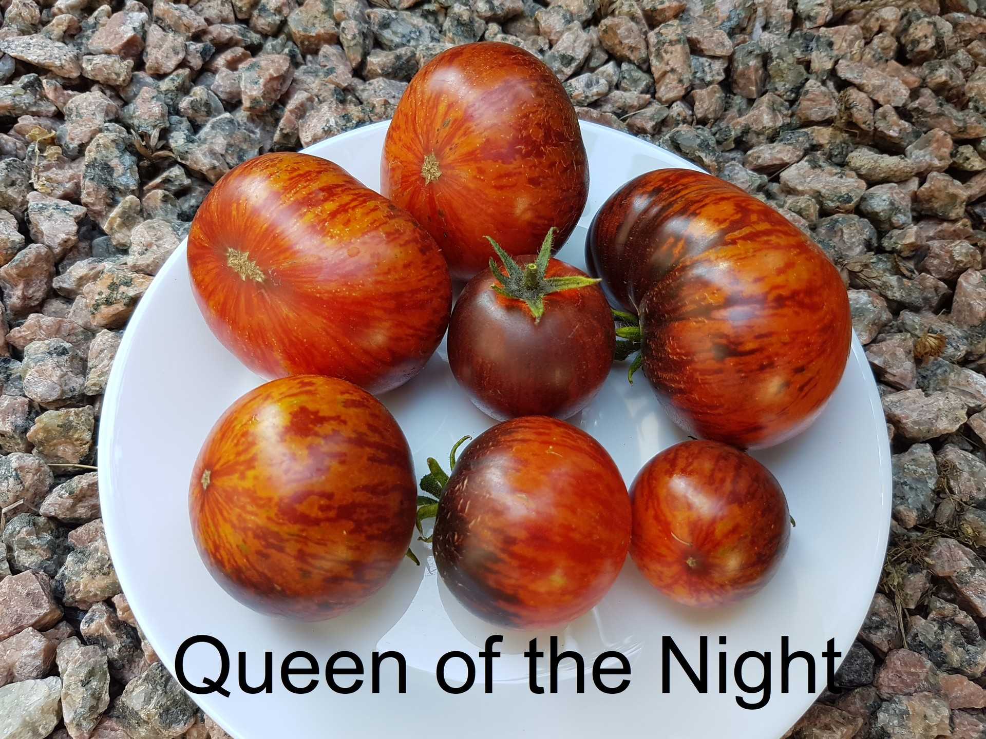 Queen of the Night - Königin der Nacht