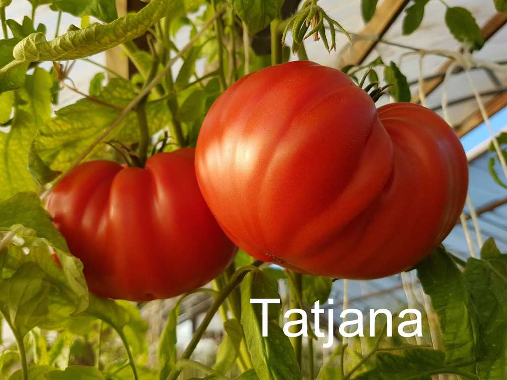 Tatjana
