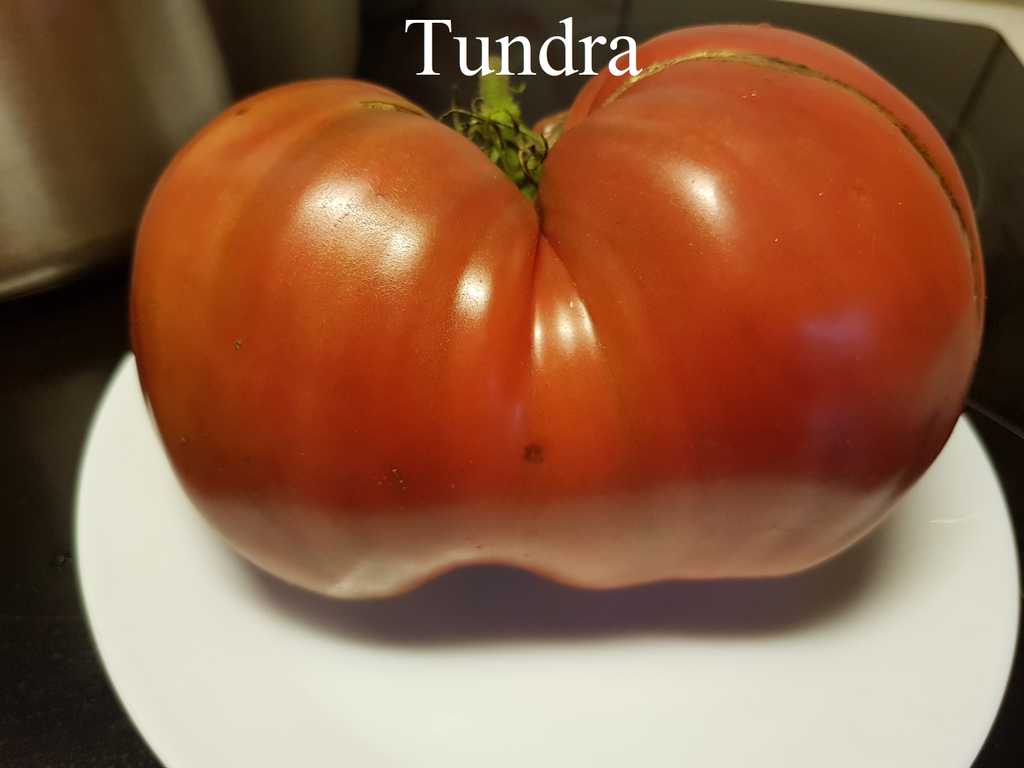 Tundra