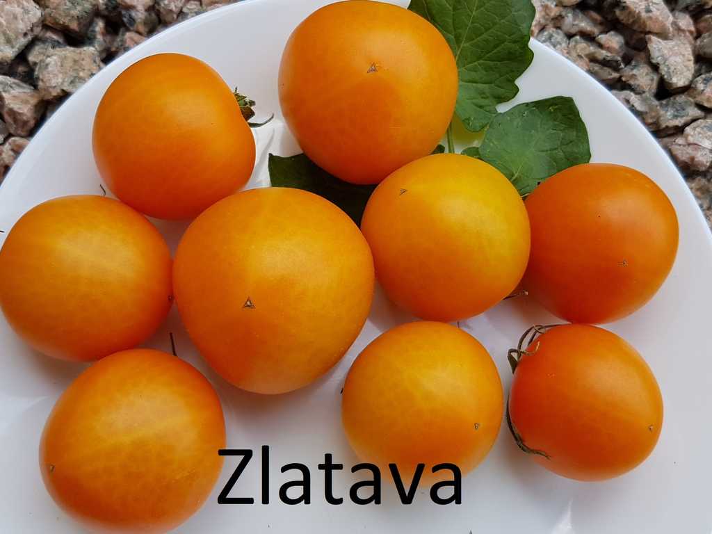 Zlatava