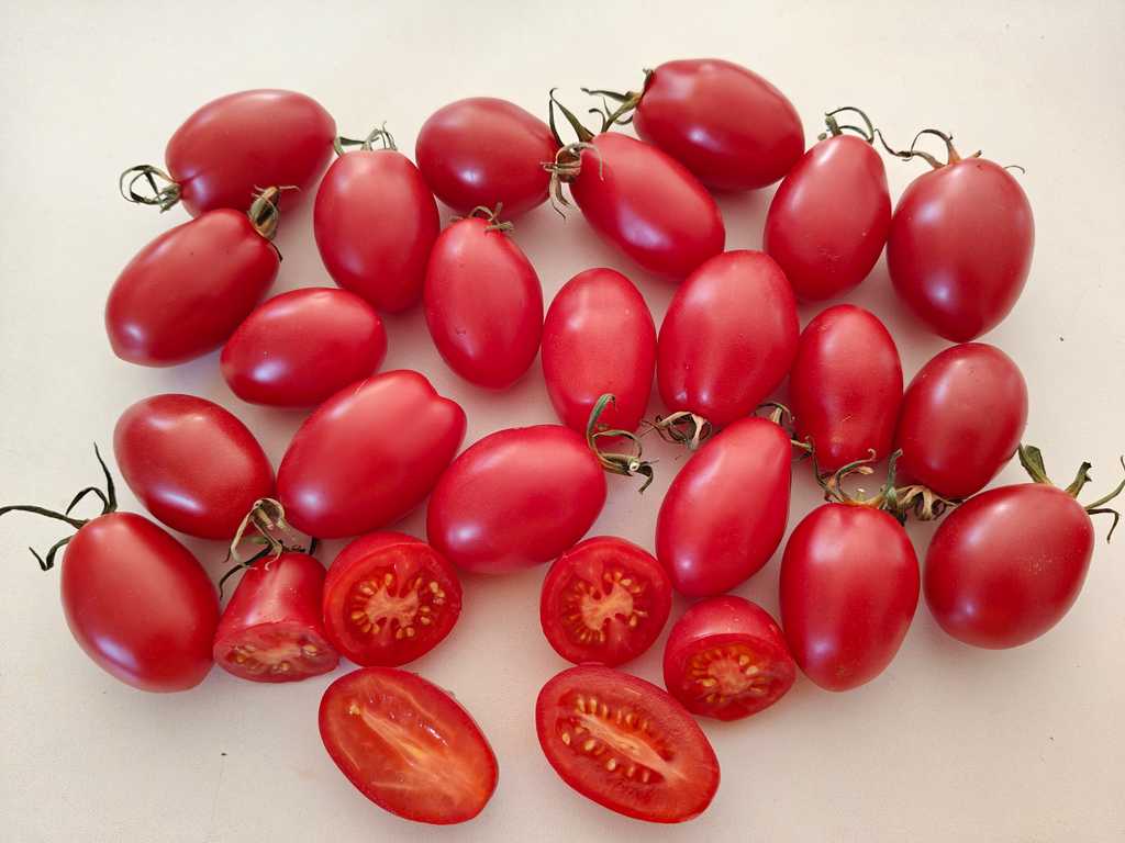 Almaatinskij Tulpan röd