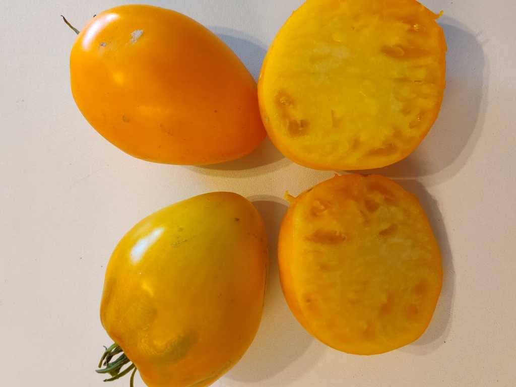 Altajskij Möd, (Altaj honung)