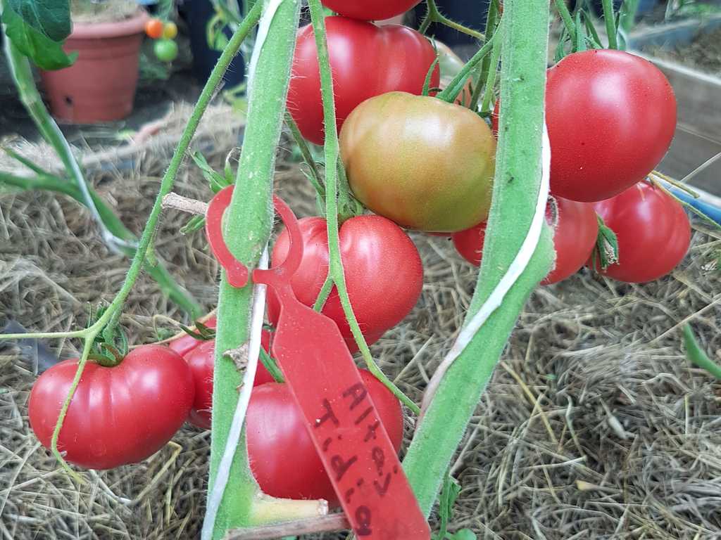 Altajskij Rannij (Altaj Tidig)