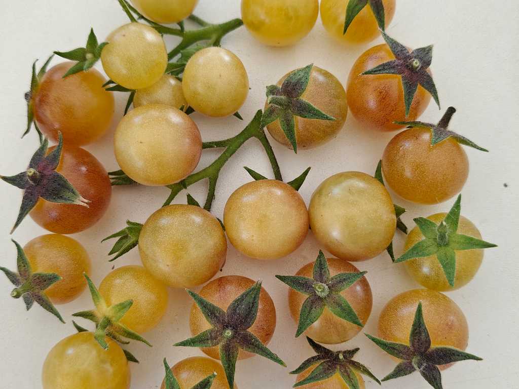 Amethyst Cream cherry 