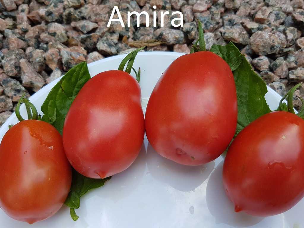 Amira