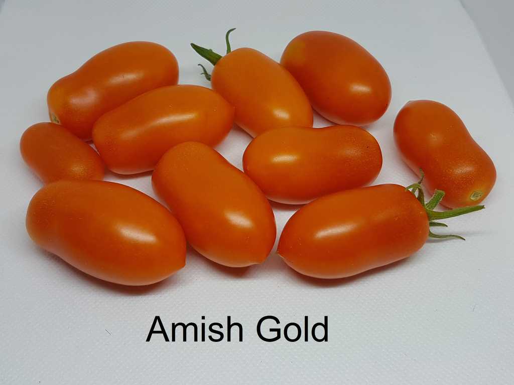 Amish Gold