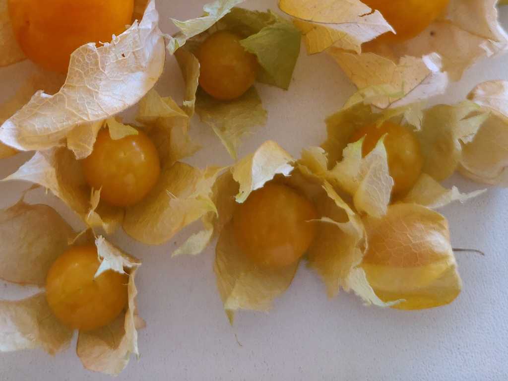 Ananas Physalis