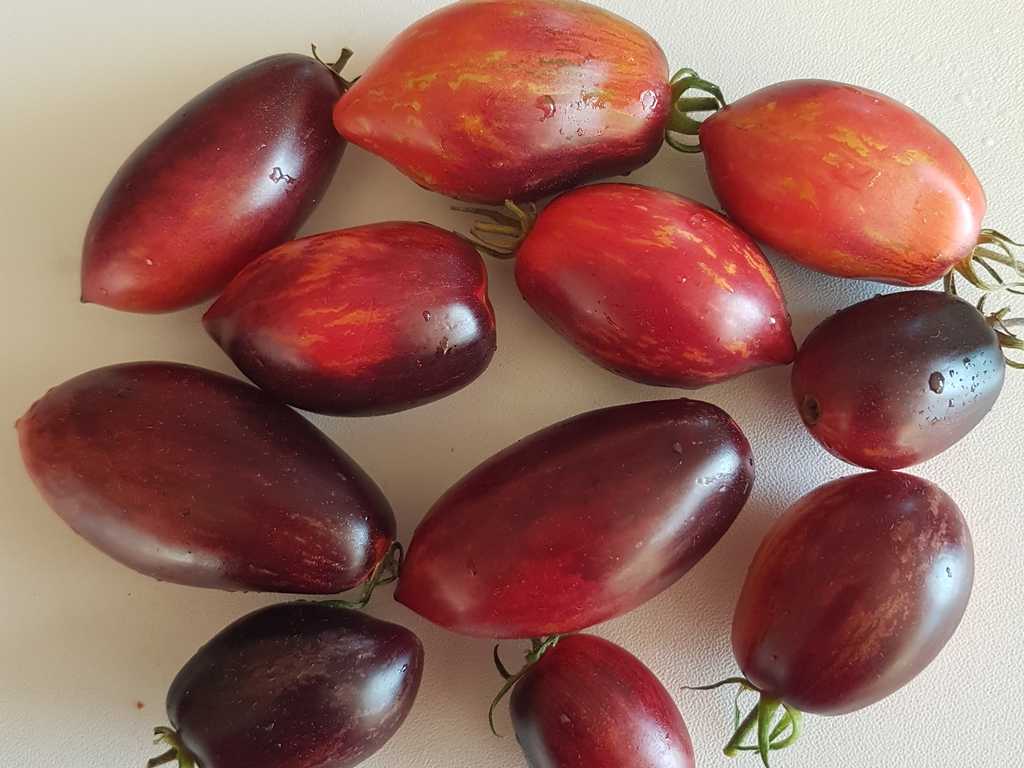 Antho Pink Panther Dwarf