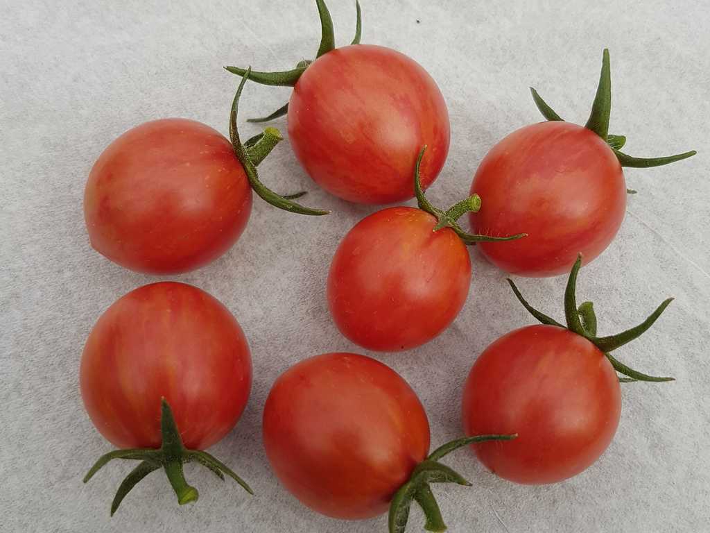 Artisan Pink Bumblebee