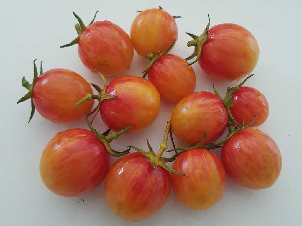 Artisan Sunrise Bumblebee