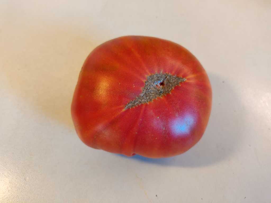 Aunt Lou's Underground Railroad 