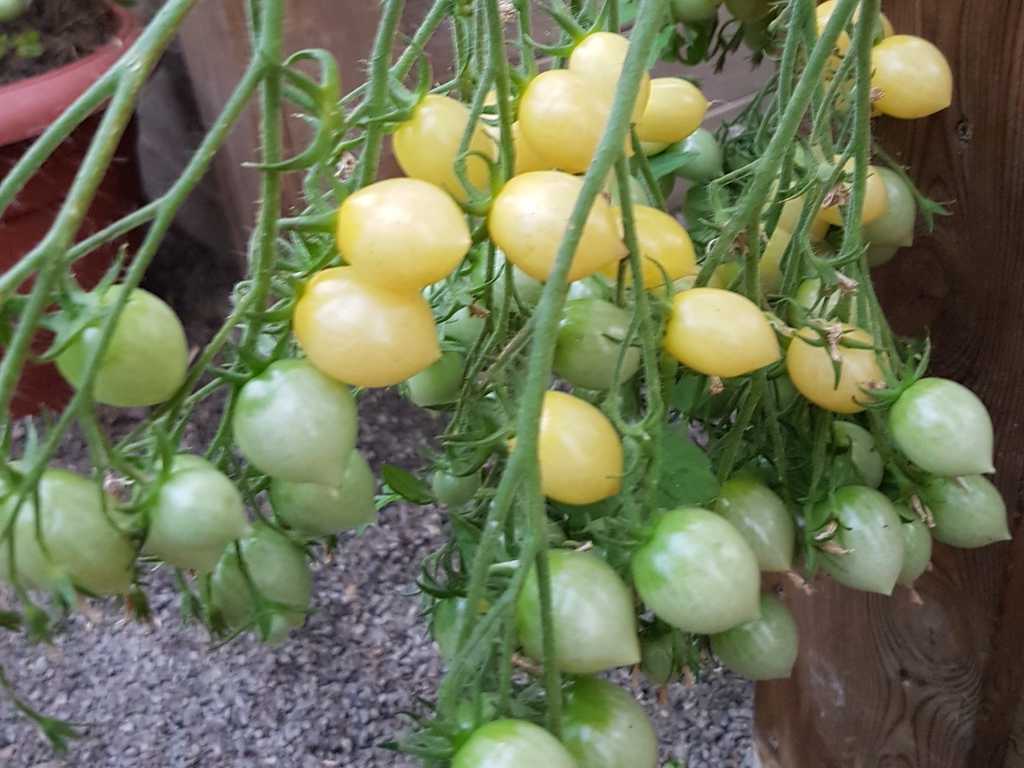 Barry's Crazy Cherry