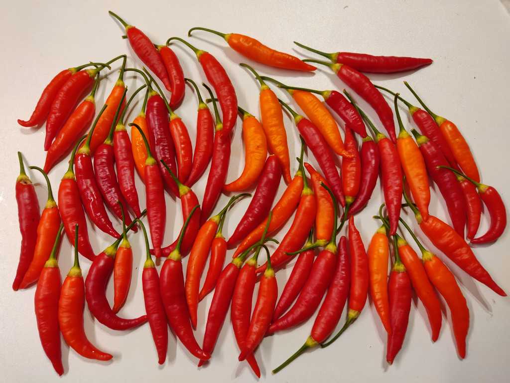 Chili Basket of Fire,  70.000-80.000 Scoville