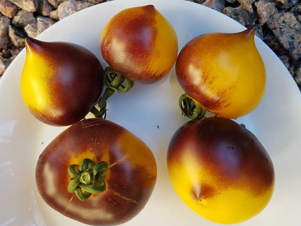 H-34 Gelb (Belle Coeur)