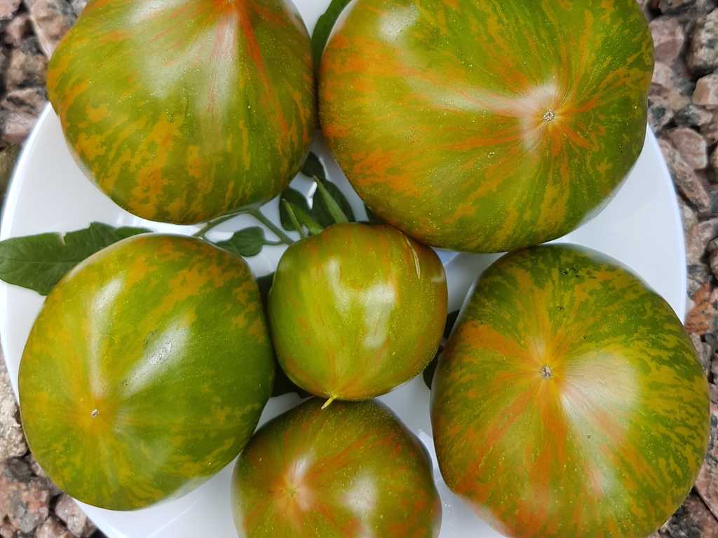 Berkeley Tie Dye Green