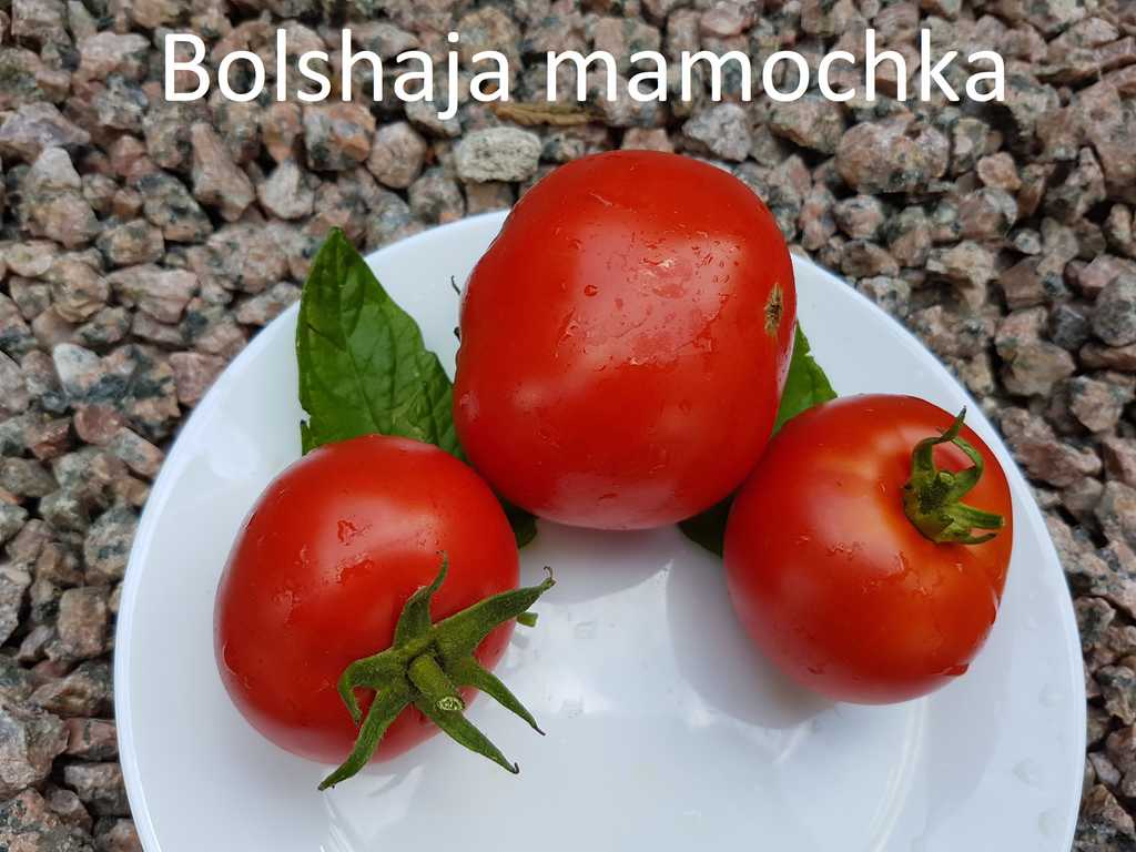 Bolshaja Mamochka