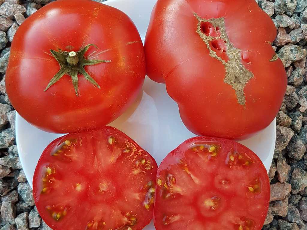 Brandywine OTV (Off the Vine)