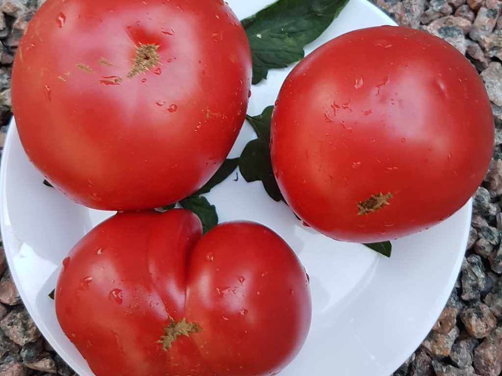 Brave General - Bravyj General