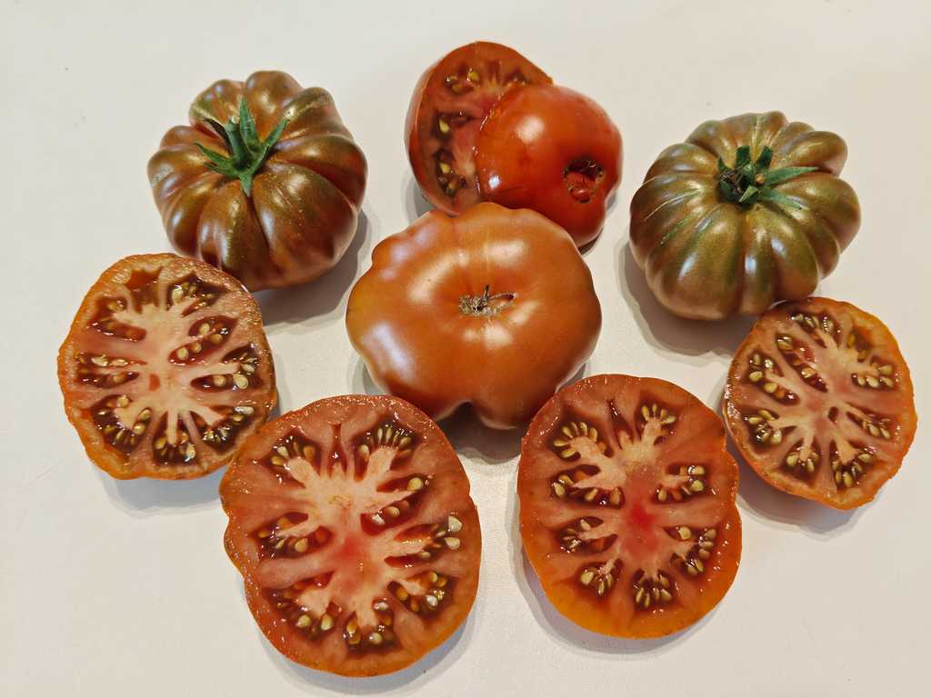 Brown Ribbed, Korichnevyj Rebristyj