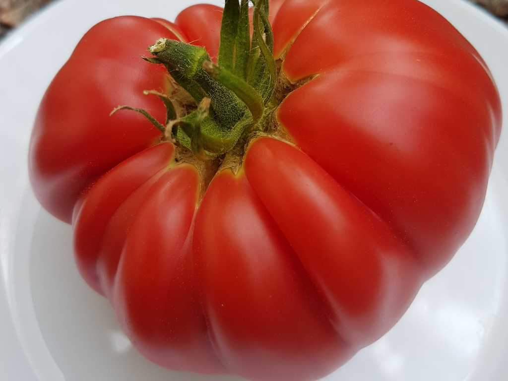 Bull's Balls - Couilles De Taureau