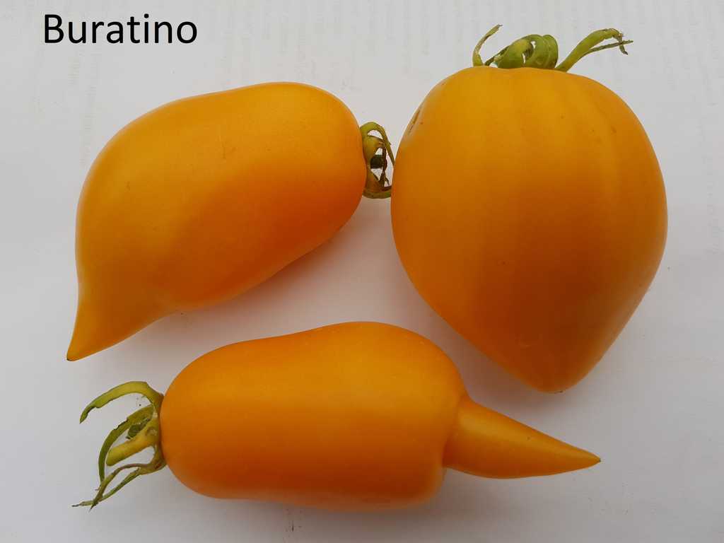 Buratino (Pinocchio)