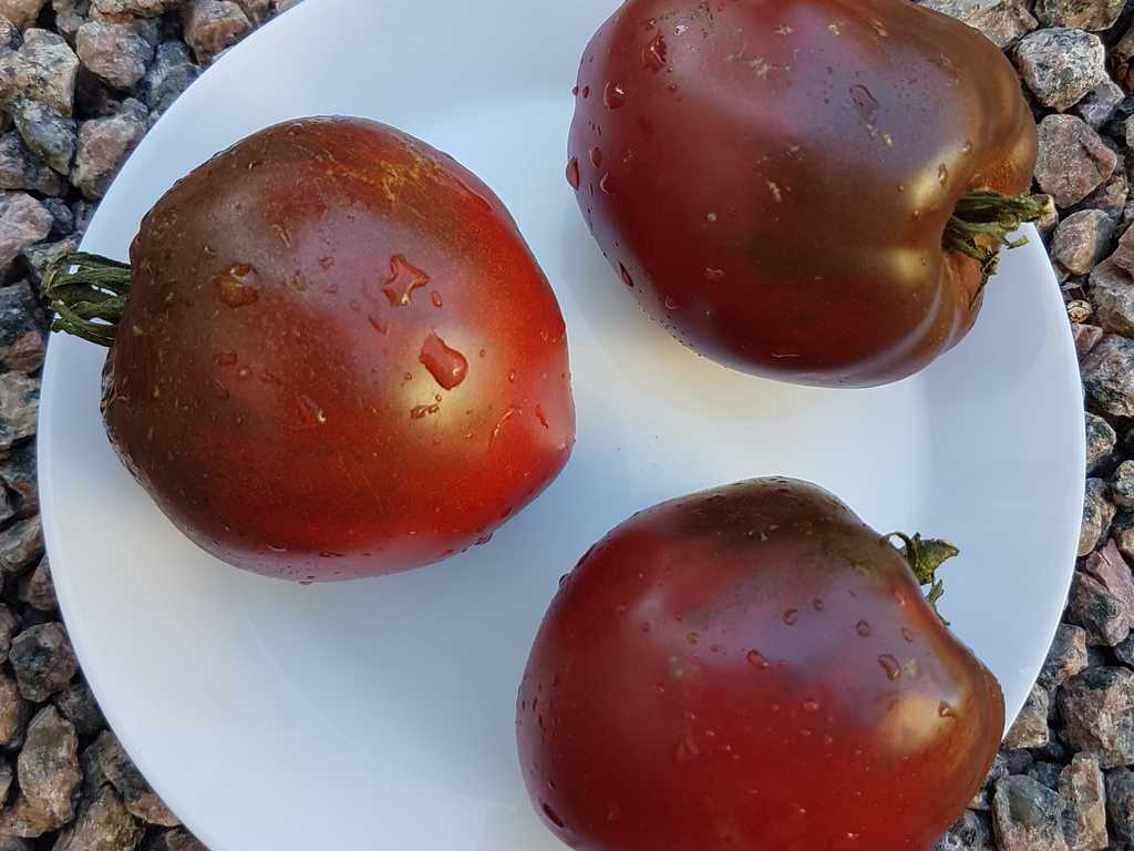 Bychje Serdze chornoje, Black Oxheart