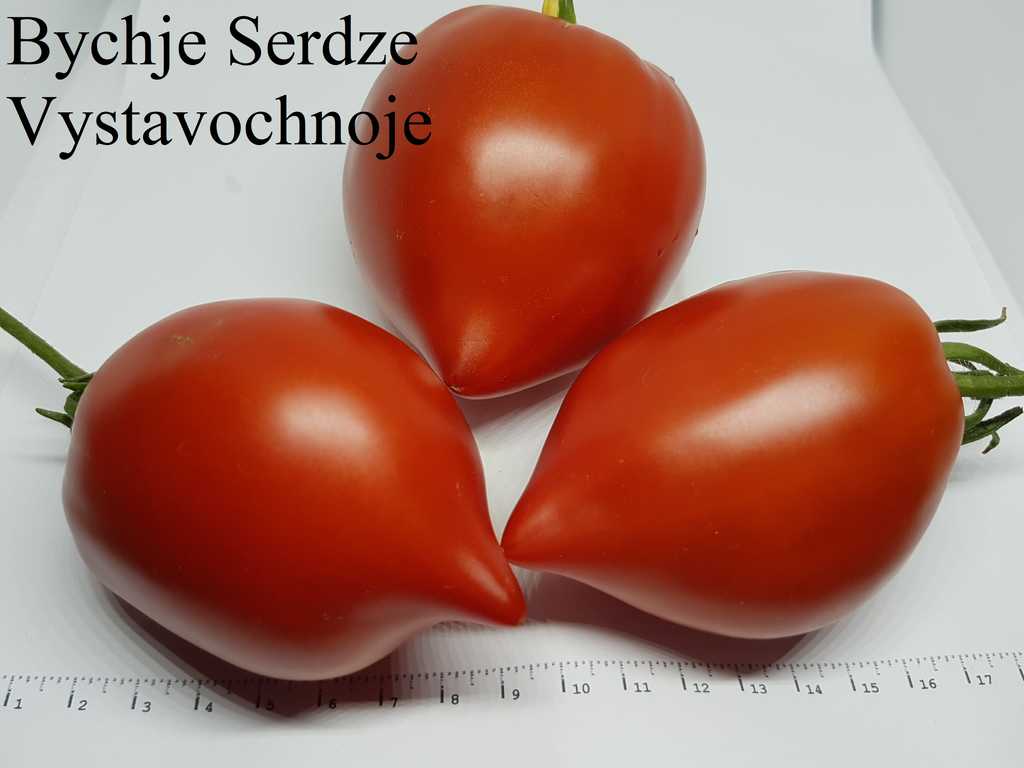 Bychje serdze vystavochnoje, Utställning Oxhjärta