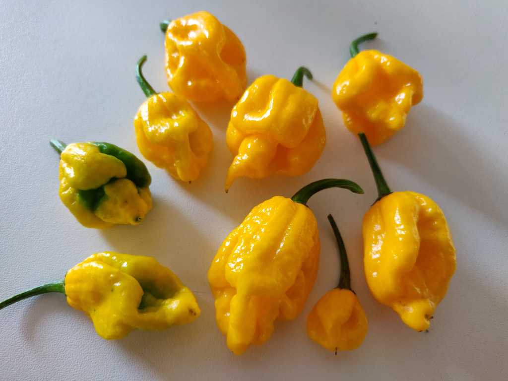 Chili Carolina Reaper yellow, 1,2-2,2 mln SHU